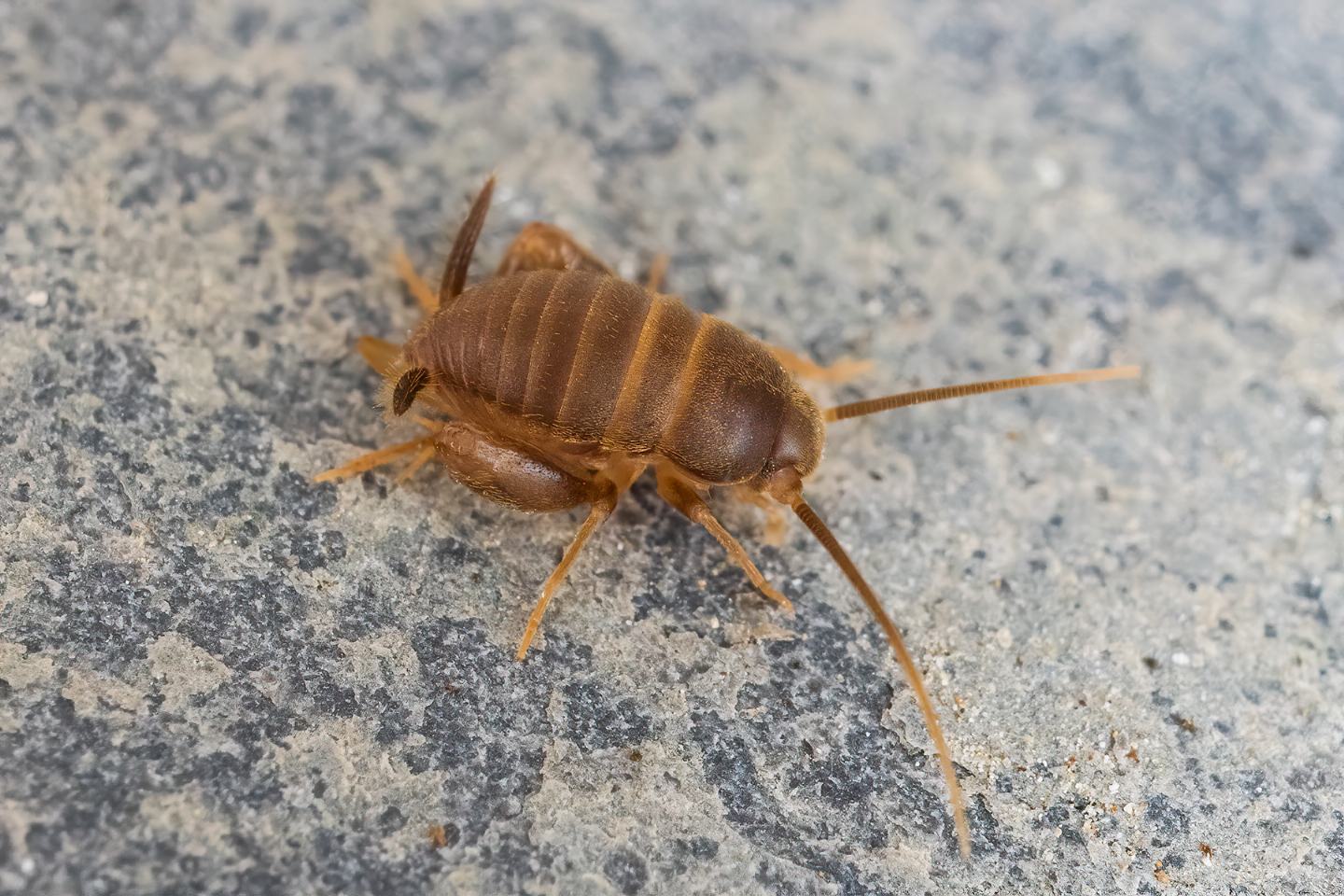 Myrmecophilus sp